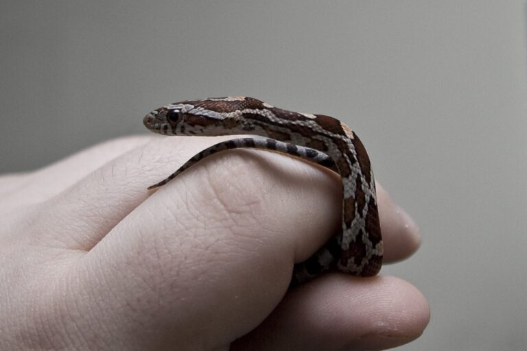 Snake Tattoo Meaning: Rebirth, Medicine, and Danger Explained