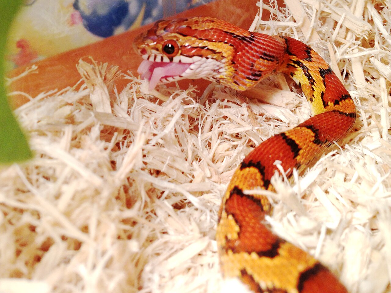 Medical Symbolism: The Caduceus and Rod of Asclepius