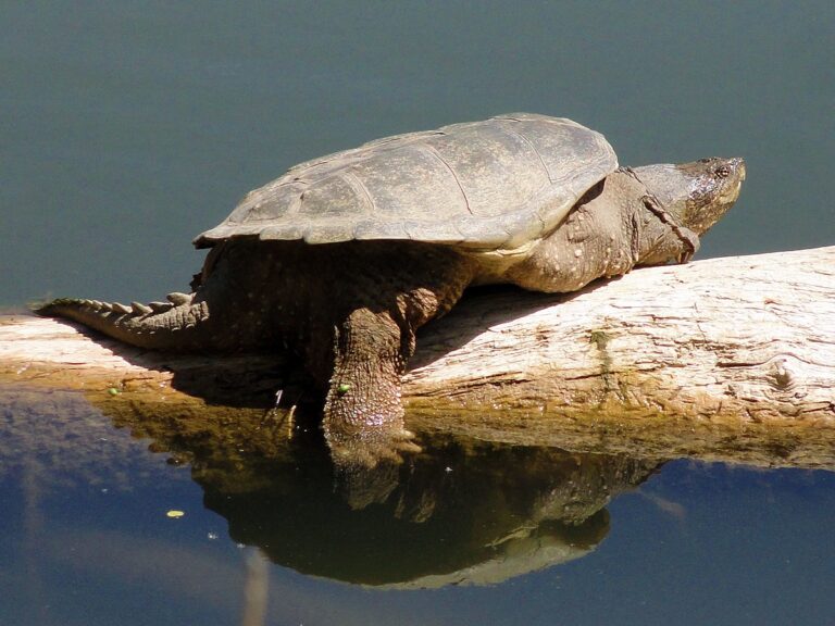Snapping Turtle Bite: Force, First Aid, and the Myths
