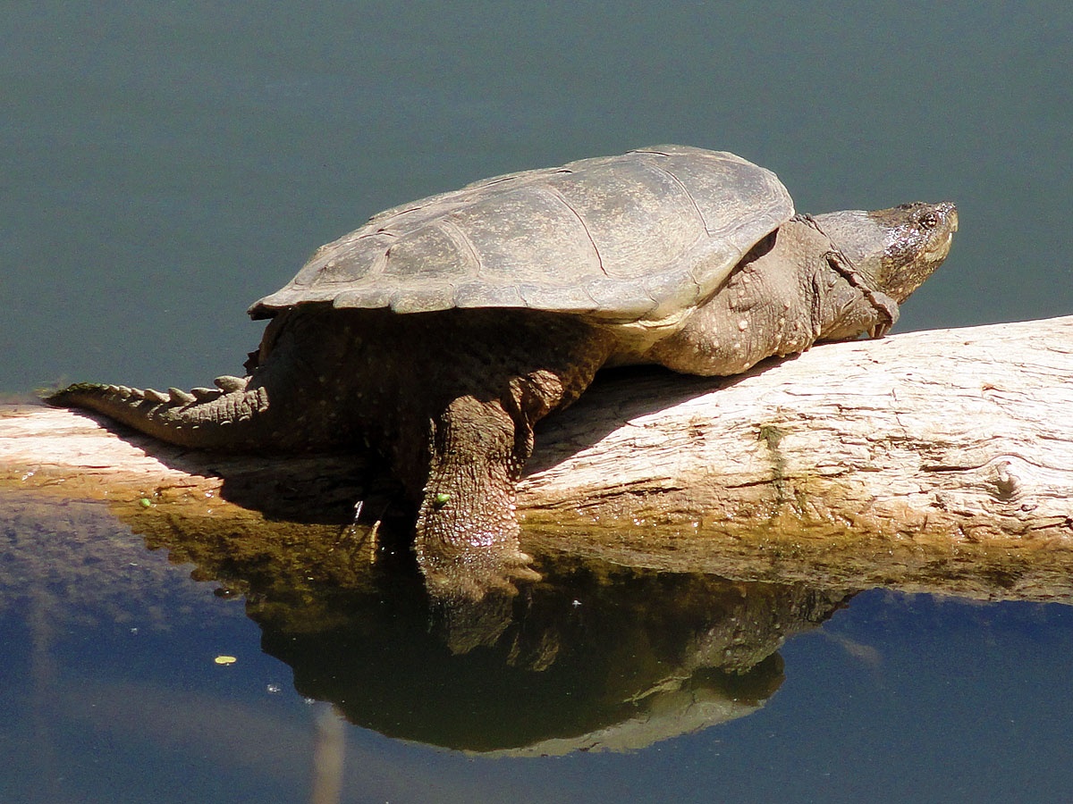 Snapping Turtle Bite: Force, First Aid, and the Myths