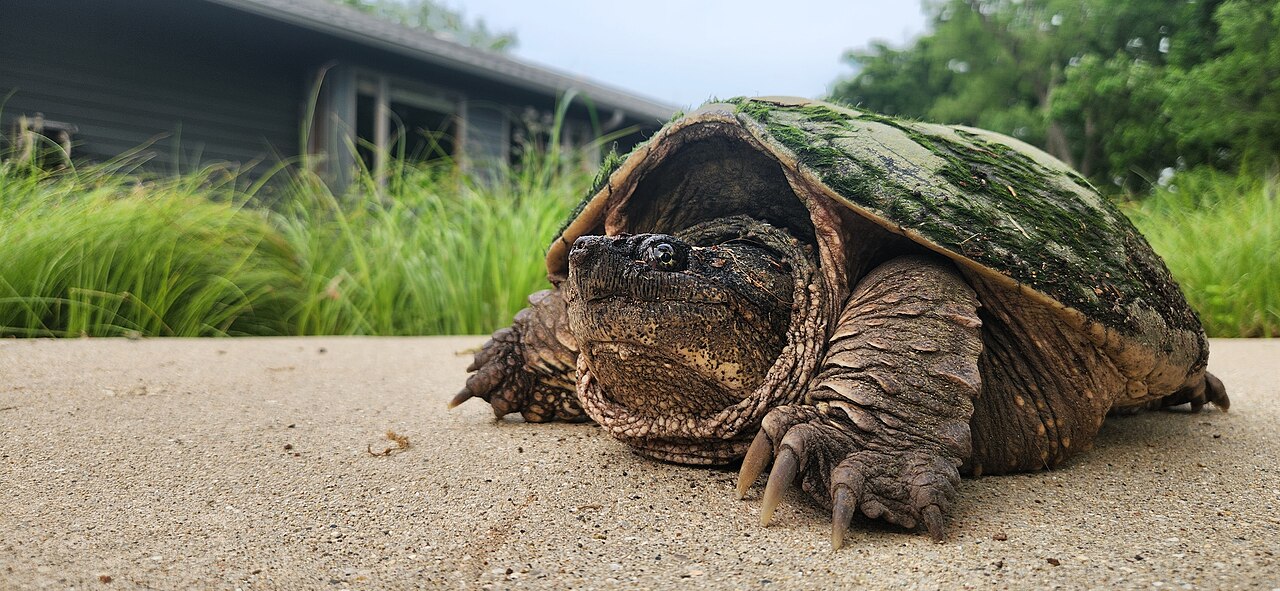 Why They Bite on Land and Not in Water