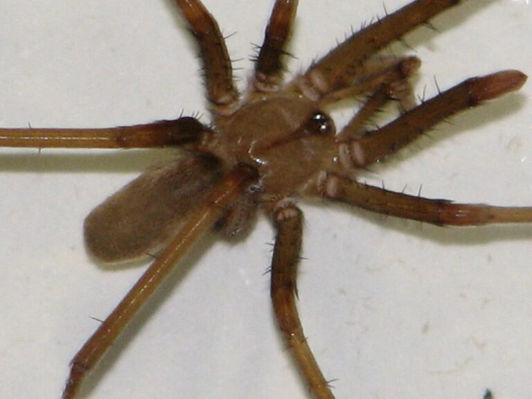 Southern House Spider: ID and the Recluse Confusion