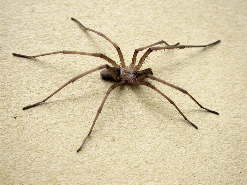 Southern House Spider vs Brown Recluse