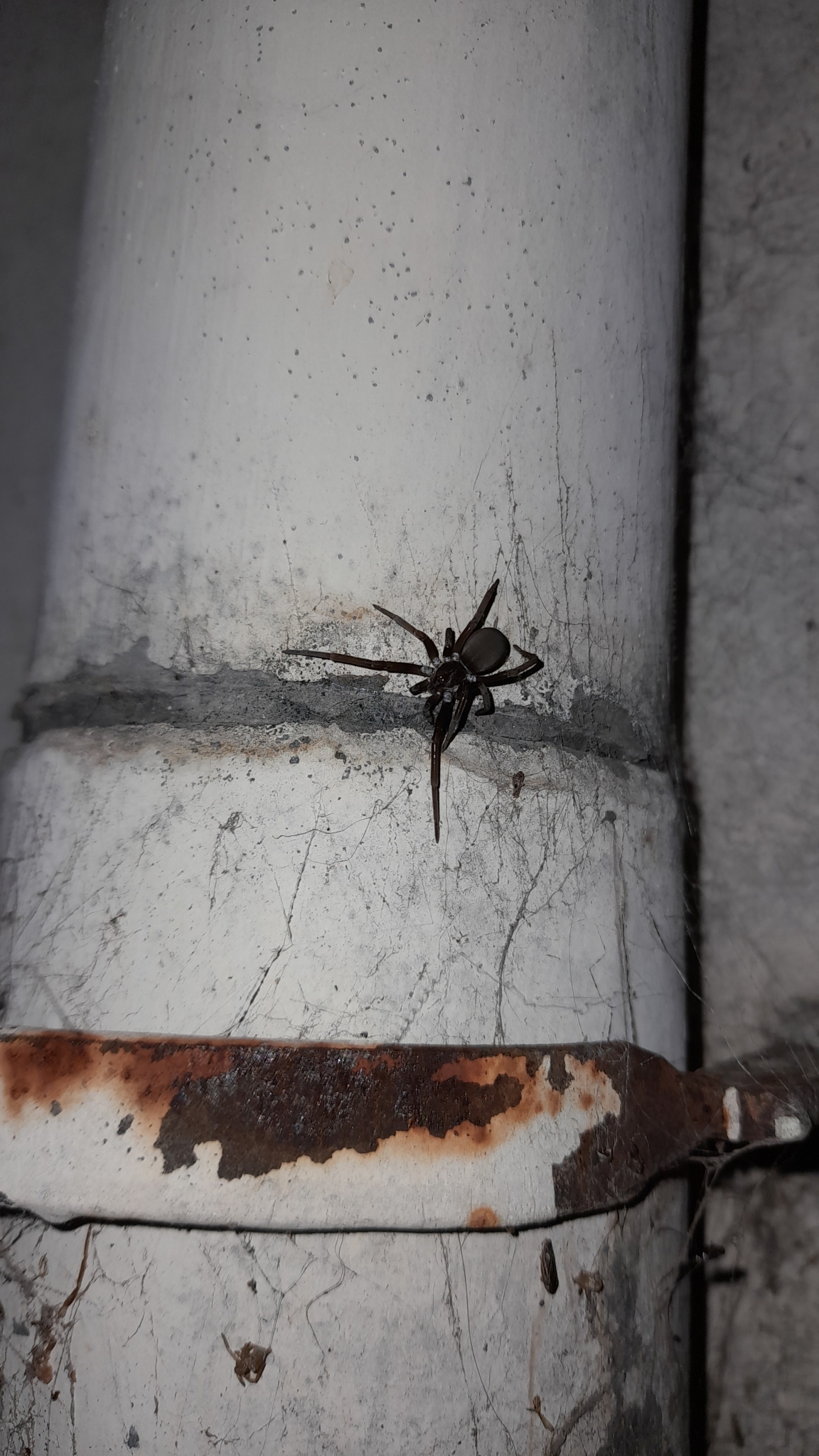 Do Southern House Spiders Bite?