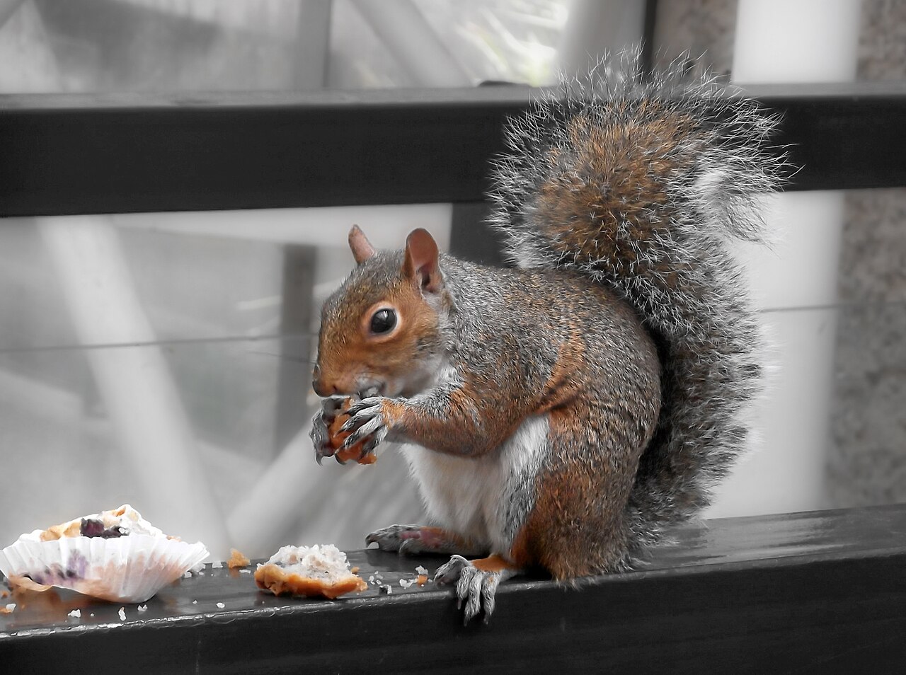 Squirrel Poop: Identification and How It Differs From Rat
