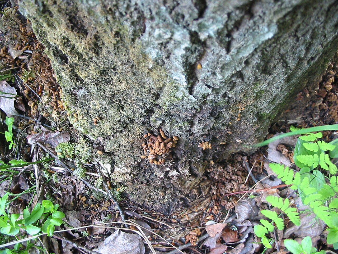Squirrel Poop vs Rat Poop