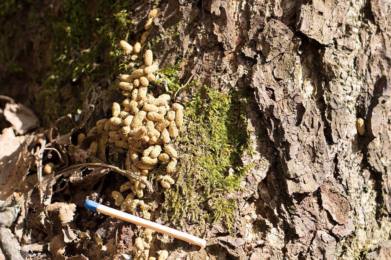 Squirrel Poop vs Mouse and Chipmunk Droppings