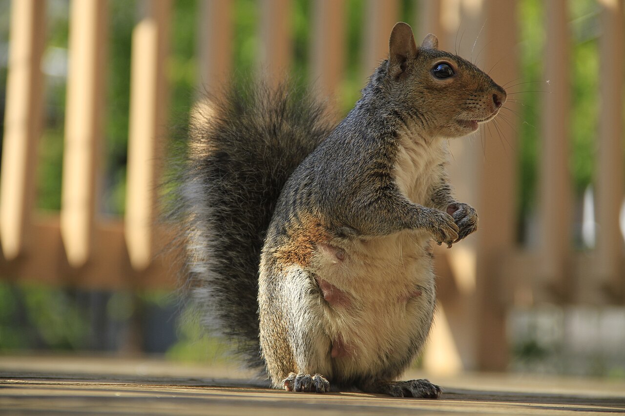 Squirrel Poop vs Rat Poop: How to Tell Them Apart