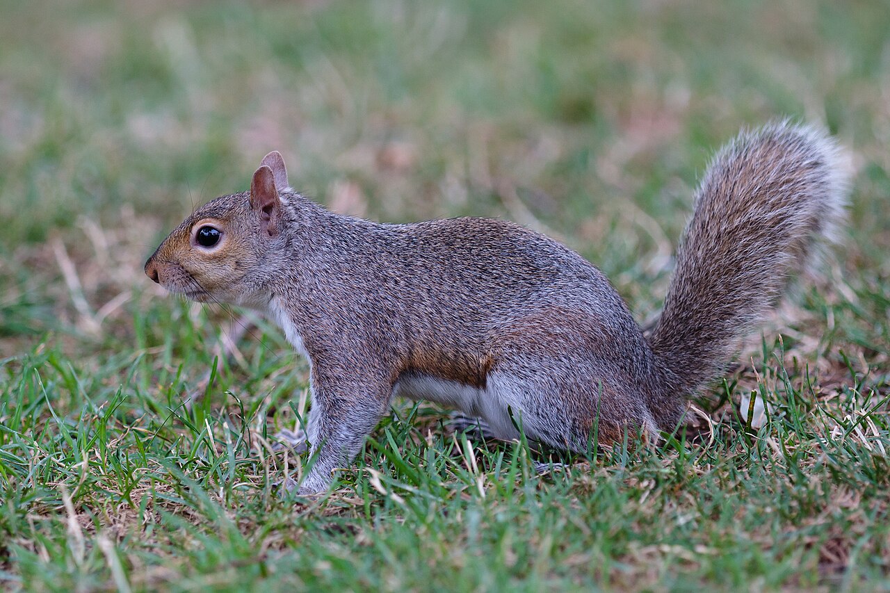 Squirrel Sounds: Barks, Chatter, and What Each Call Means