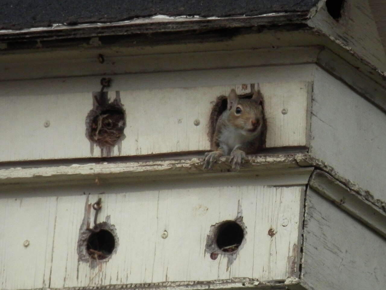 Young Squirrels and Mother-Offspring Communication