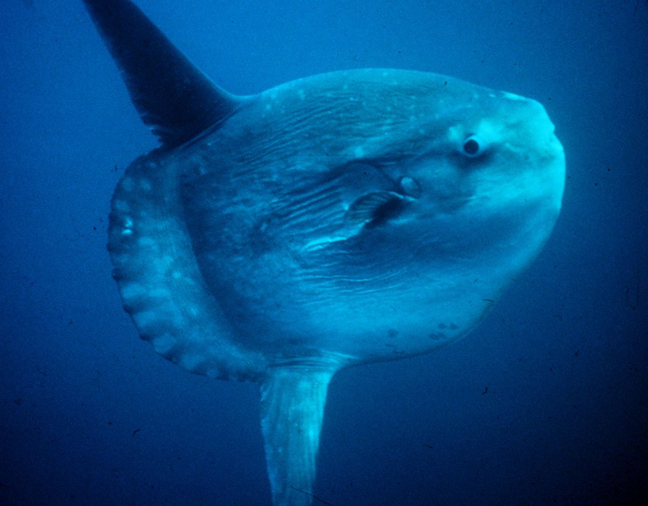 Sunfish: Ocean Giant and Freshwater Panfish Explained