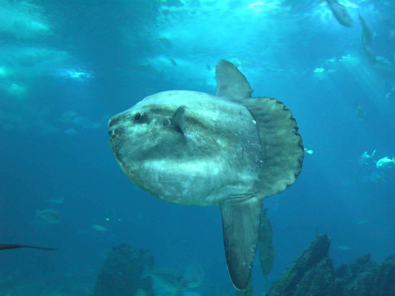 The Ocean Sunfish: World's Heaviest Bony Fish