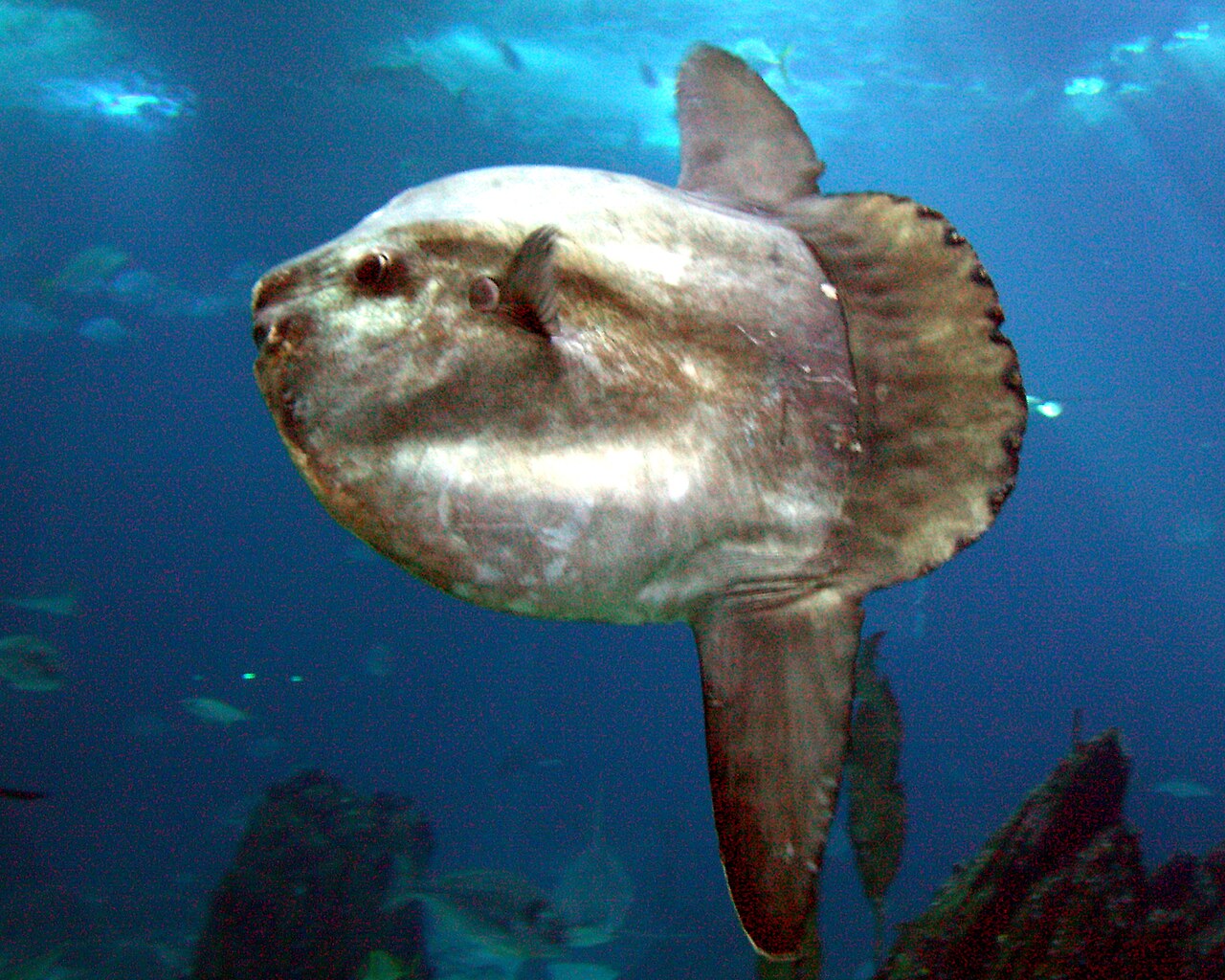 Why It Looks Like a Head With Fins