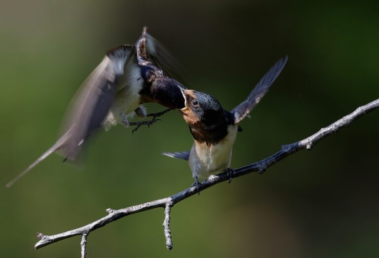 Swallow Tattoo Meaning: The Sailor Tradition Explained