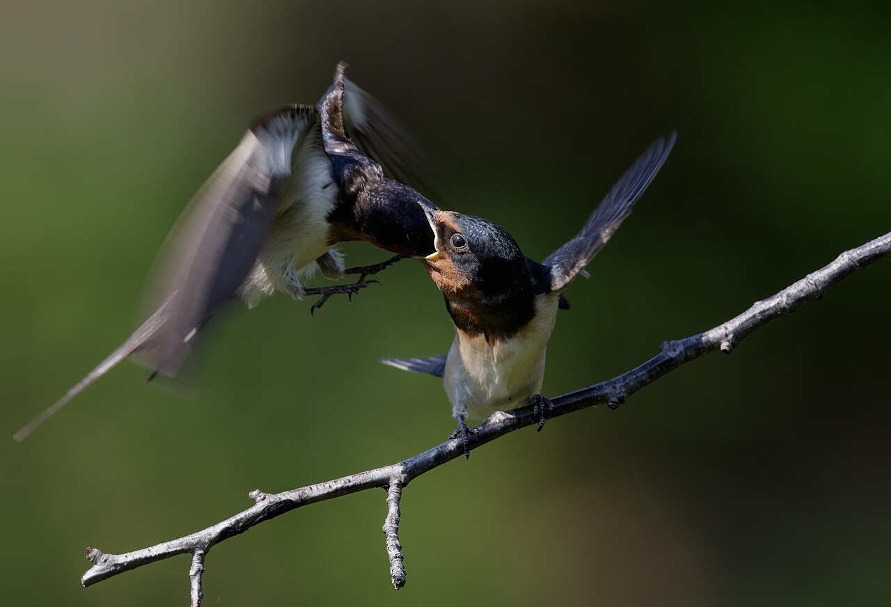 Swallow Tattoo Meaning: The Sailor Tradition Explained