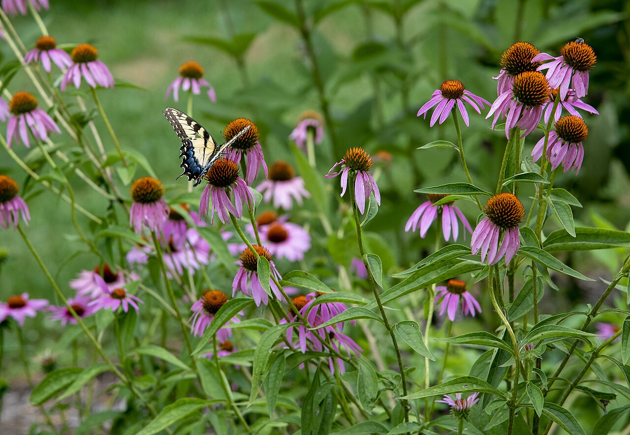 Swallowtail Butterfly: Identifying 6 Common Species