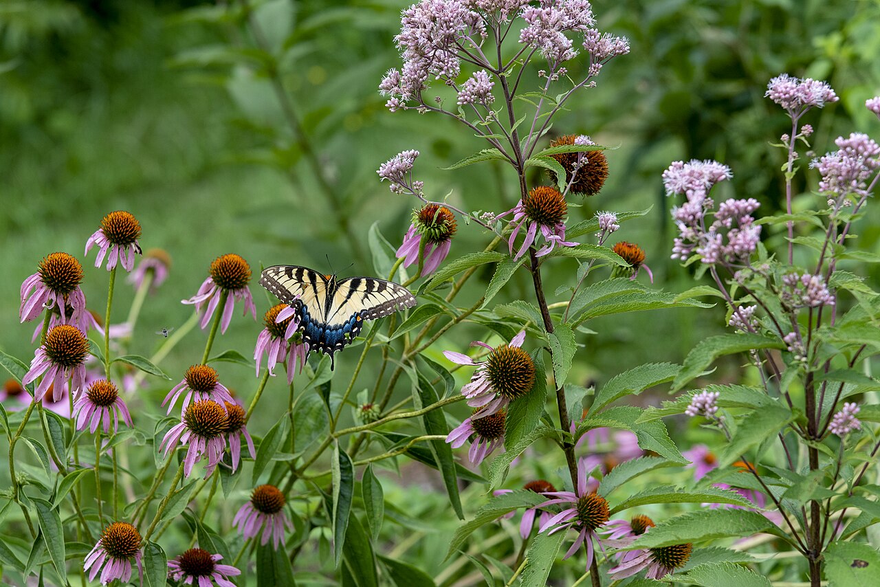 Eastern Tiger Swallowtail: The Classic Yellow Species