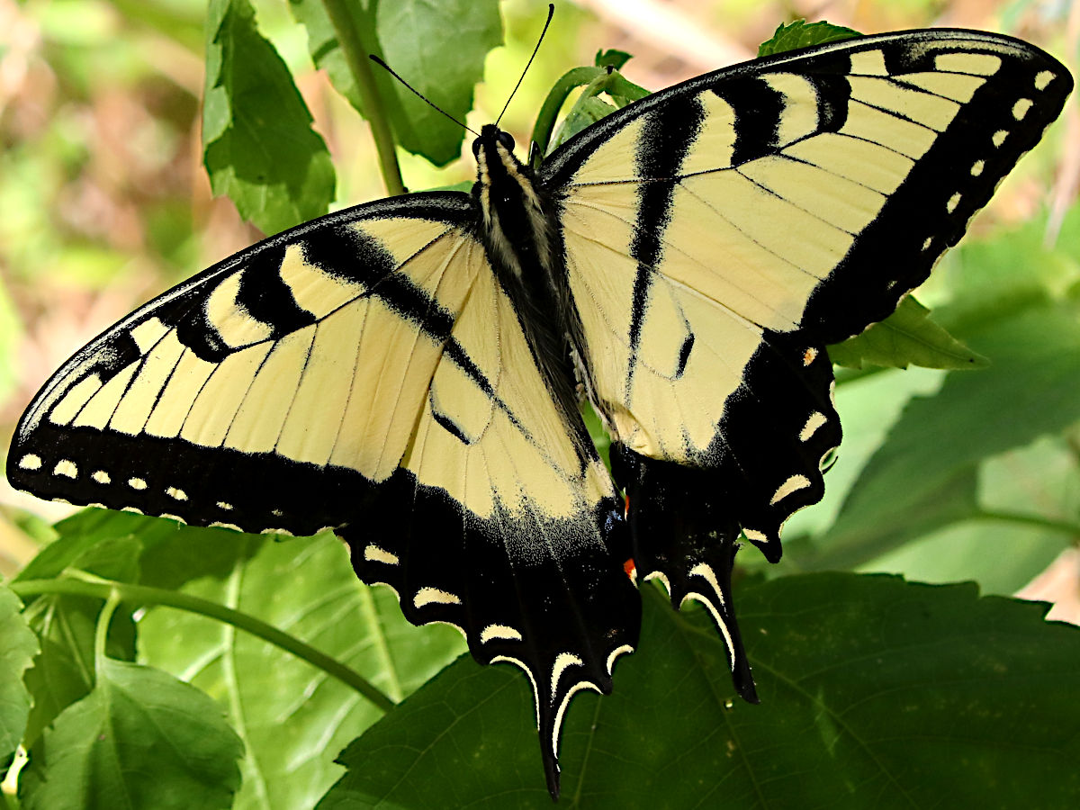 Giant Swallowtail: North America's Largest Butterfly