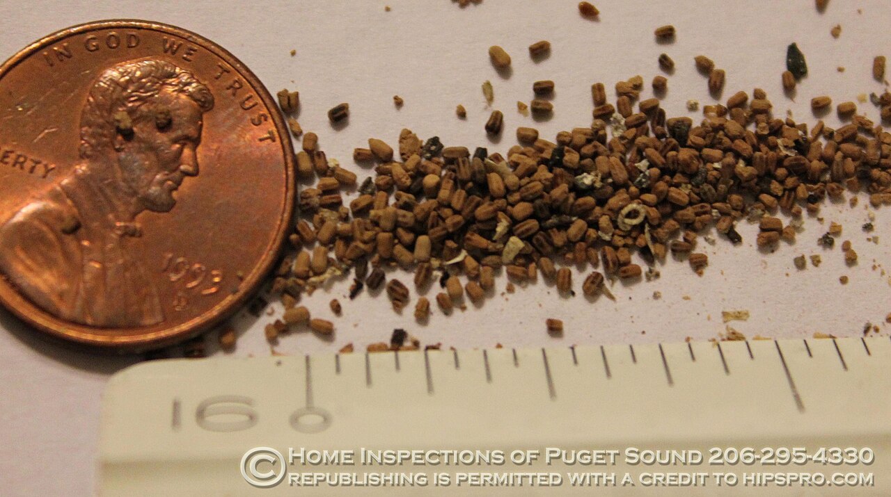 Termite Droppings: Identification and What to Do