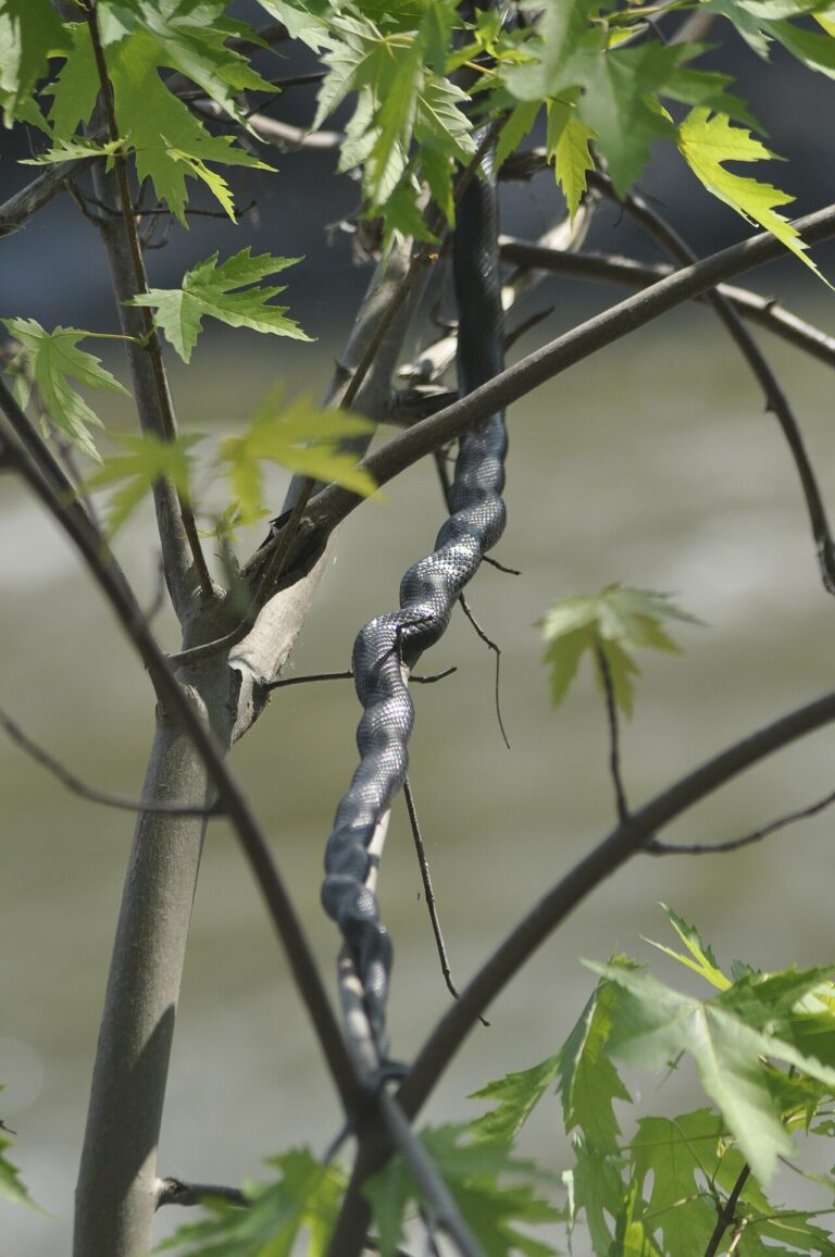 Texas Rat Snake: Identification, Size, and Behavior