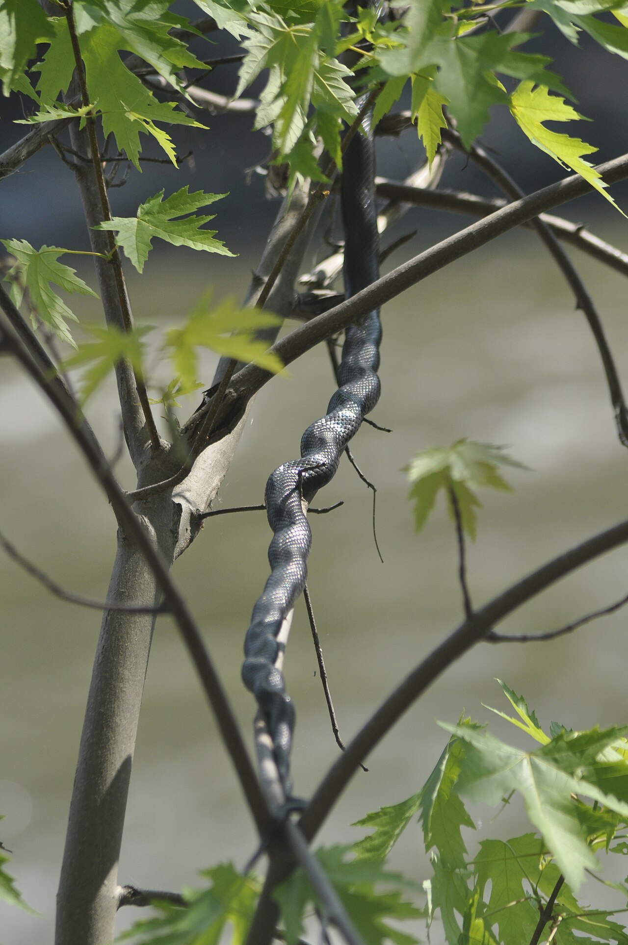 Texas Rat Snake: Identification, Size, and Behavior