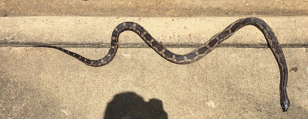Is the Texas Rat Snake Venomous?