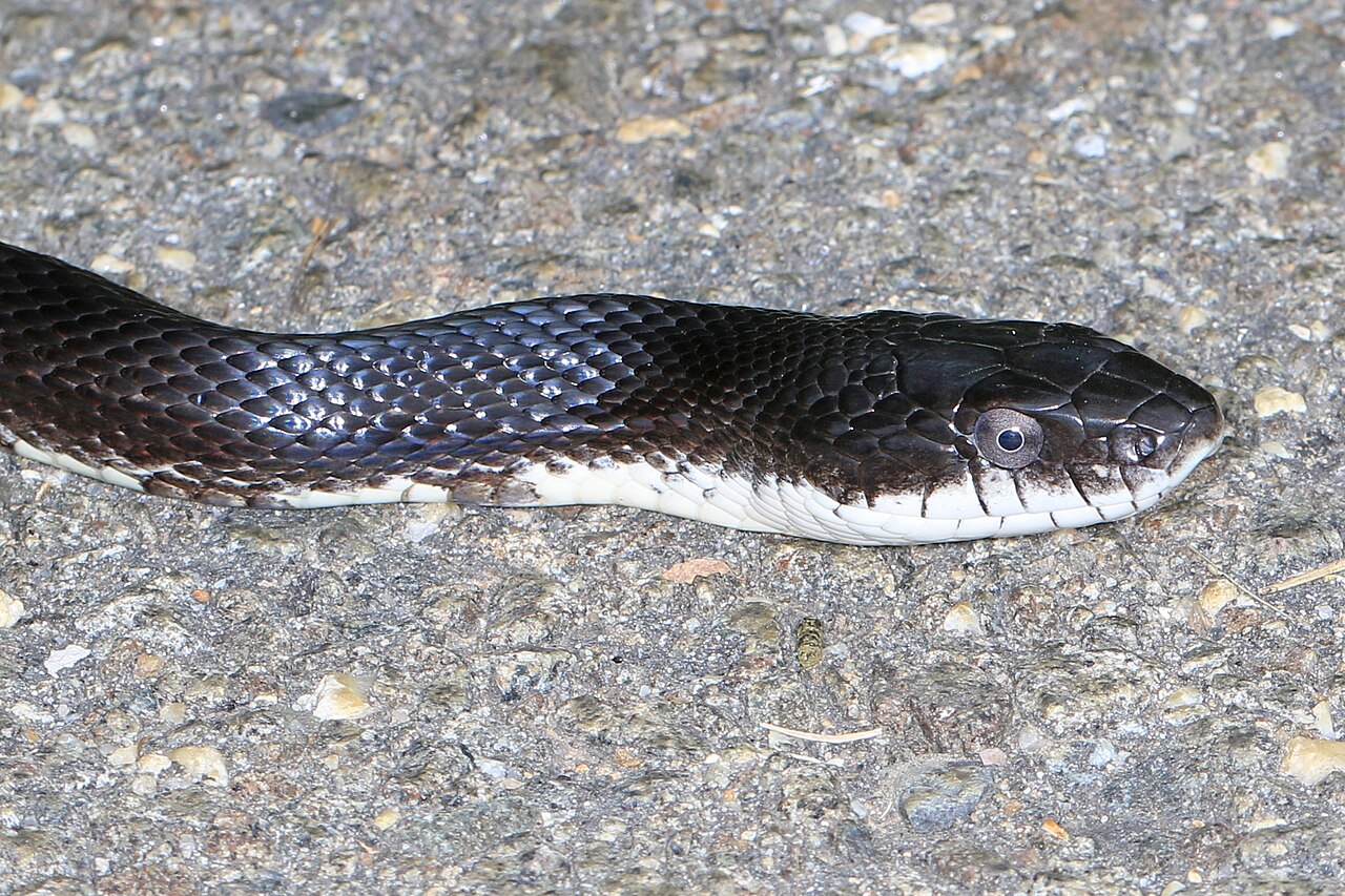 The Leucistic Texas Rat Snake