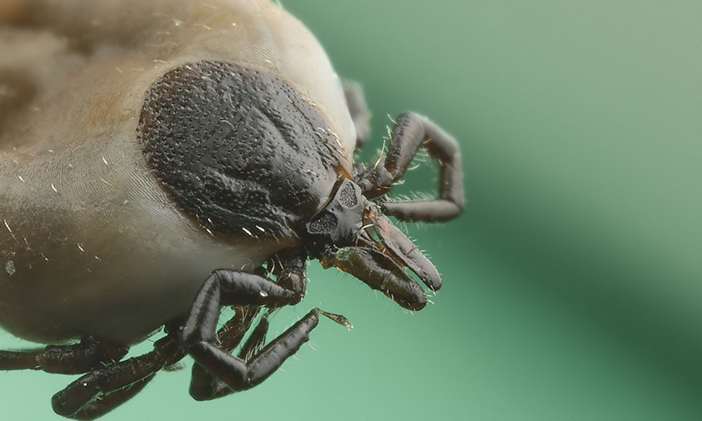 Tick vs Bed Bug: Identification, Bites, and Risk