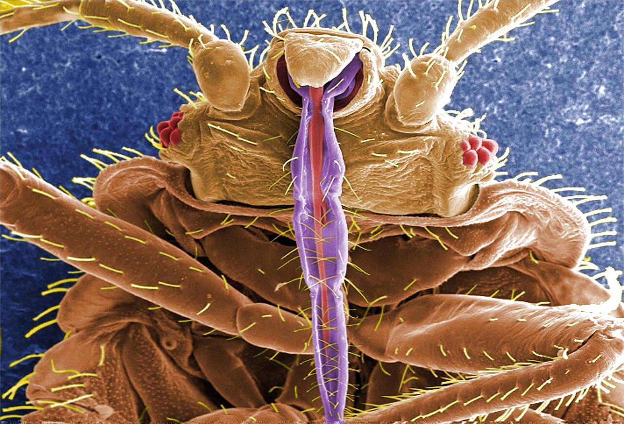 What a Bed Bug Looks Like