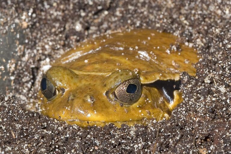 Tomato Frog: Care, Species, and the Sticky Defense