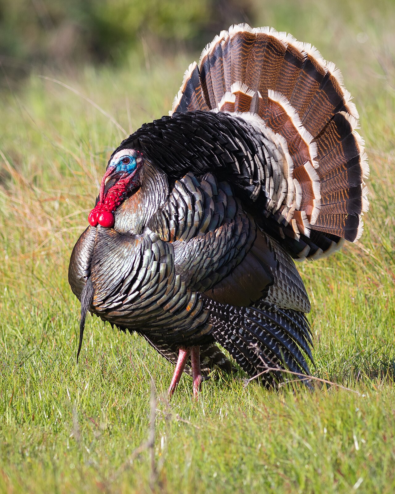 The Full Turkey Vocabulary: Kee-Kees, Cackles, and Whines