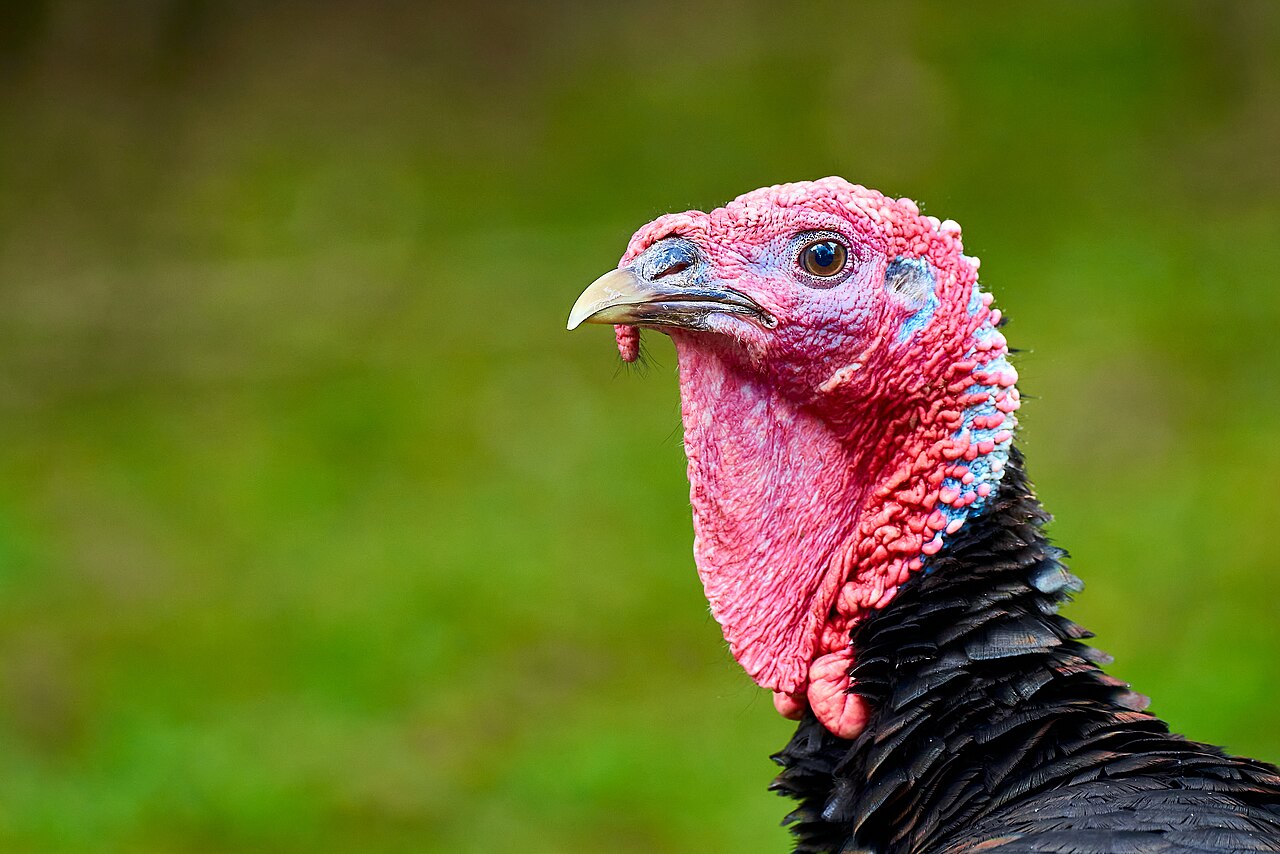 Shock Gobbles: Why Owls and Crows Set Toms Off