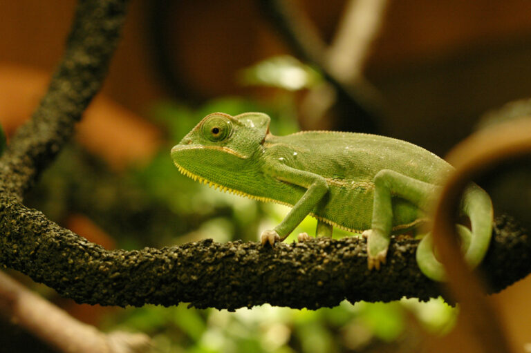 Veiled Chameleon: Care, Setup, and Honest Drawbacks