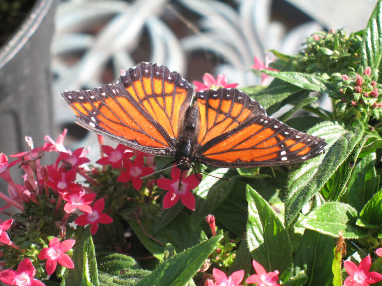 Viceroy Butterfly: The Monarch Mimic and How to Tell Them Apart