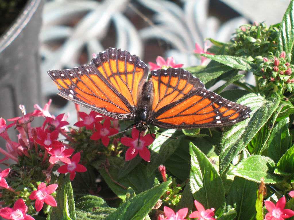 Viceroy Butterfly: The Monarch Mimic and How to Tell Them Apart