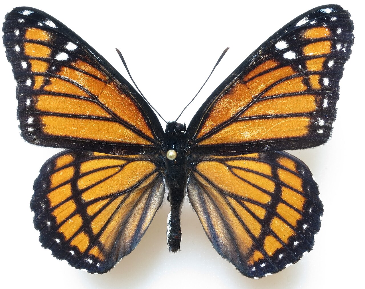 Viceroy vs Monarch: The One Line That Settles It