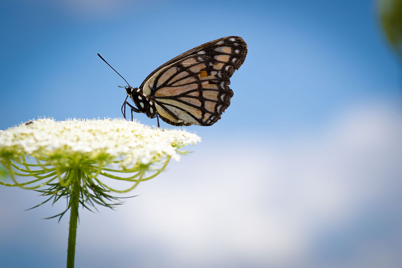 Why the Viceroy Mimics the Monarch