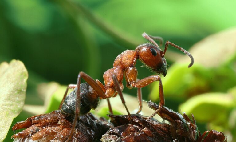 What Do Ants Eat? Diet by Species and Colony Role