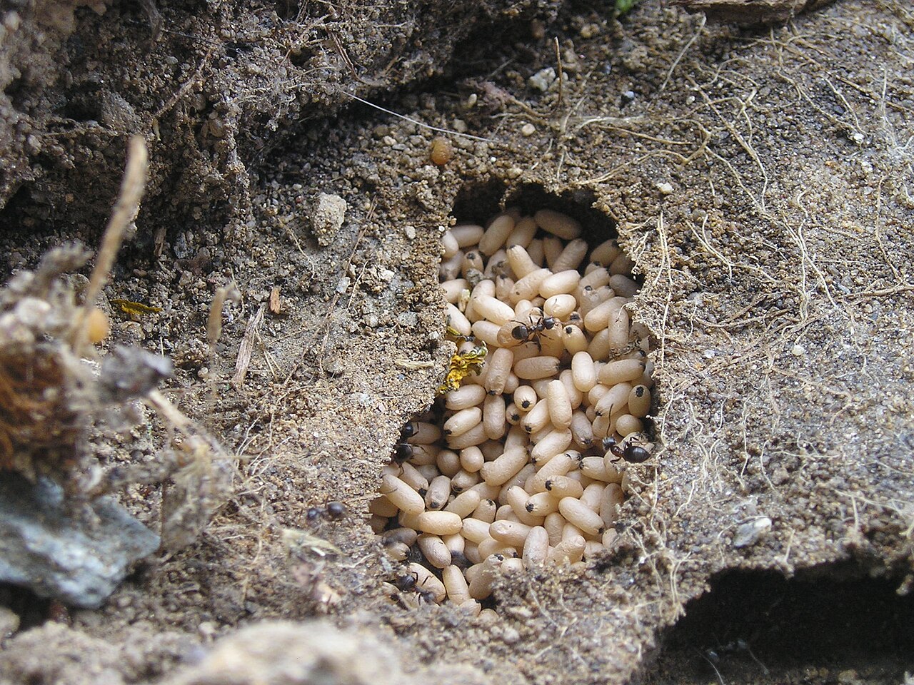 What Do Ants Drink and How Do They Find Water?