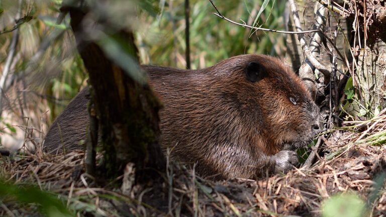What Do Beavers Eat? Bark, Cambium, and Winter Caches
