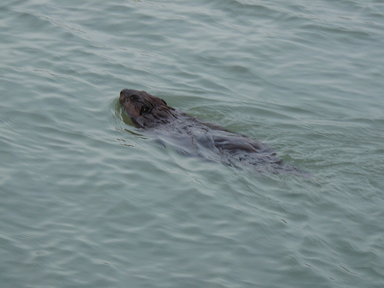 How a Beaver Digests Bark