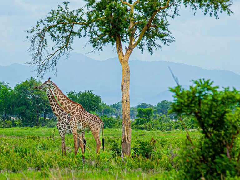 What Do Giraffes Eat? Diet, Acacias, and Feeding Habits
