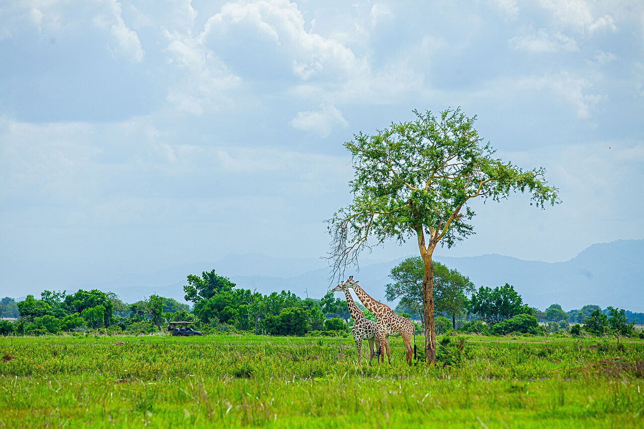 Acacia Trees and the Chemical Arms Race