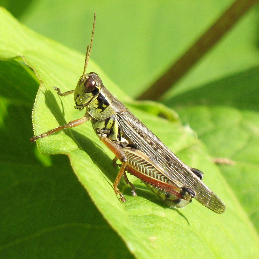 What Do Grasshoppers Eat? Plants, Crops, and Prey