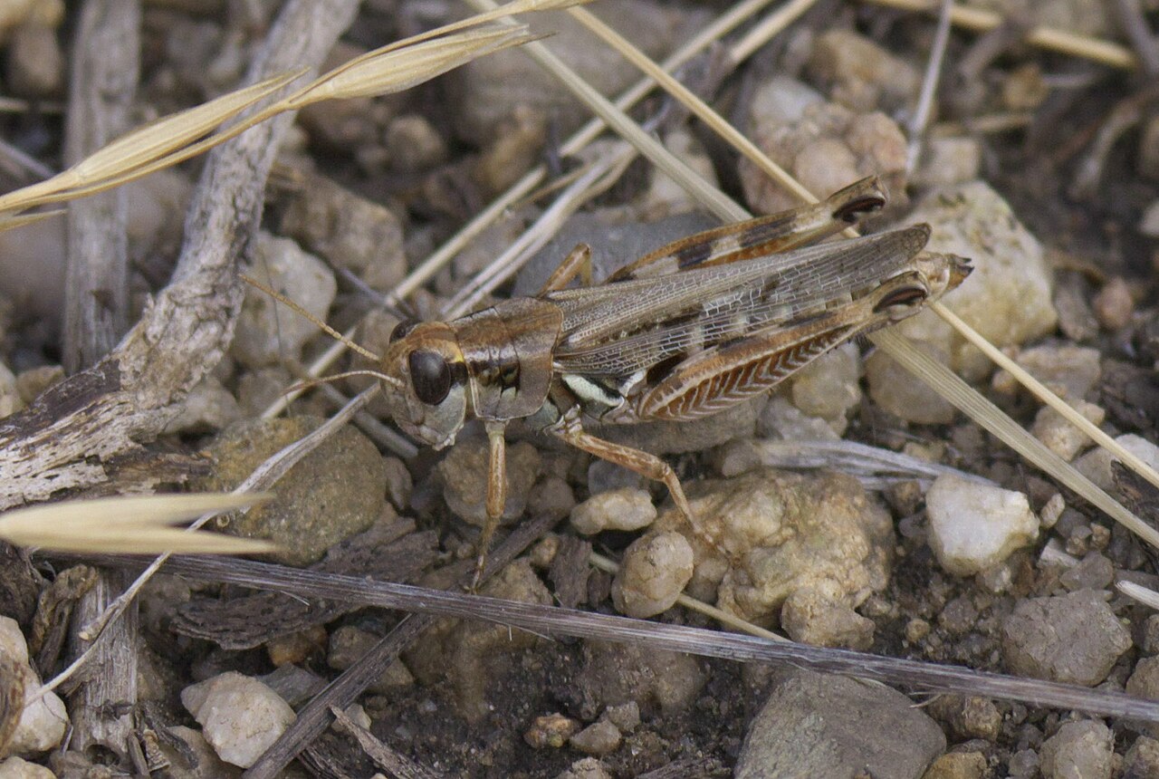 What Do Grasshoppers Drink?