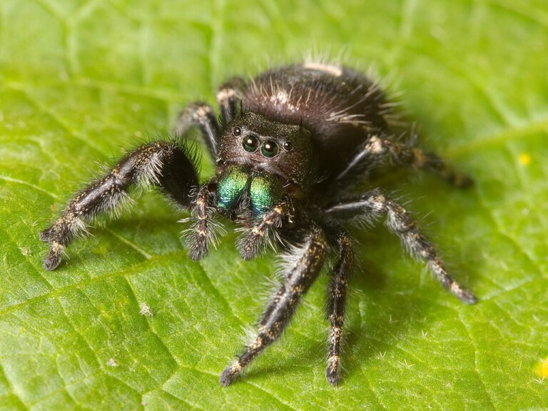 What Do Jumping Spiders Eat? Diet, Hunting, and Feeding