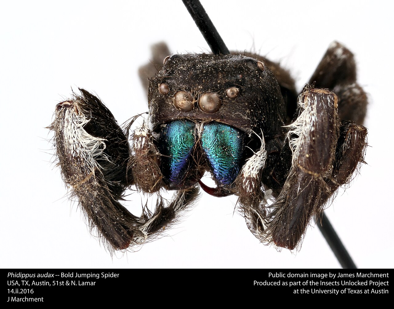 The Vegetarian Jumping Spider