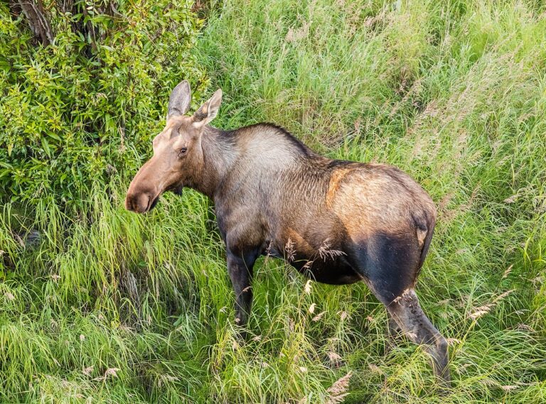 What Do Moose Eat? Twigs, Water Plants, and Winter