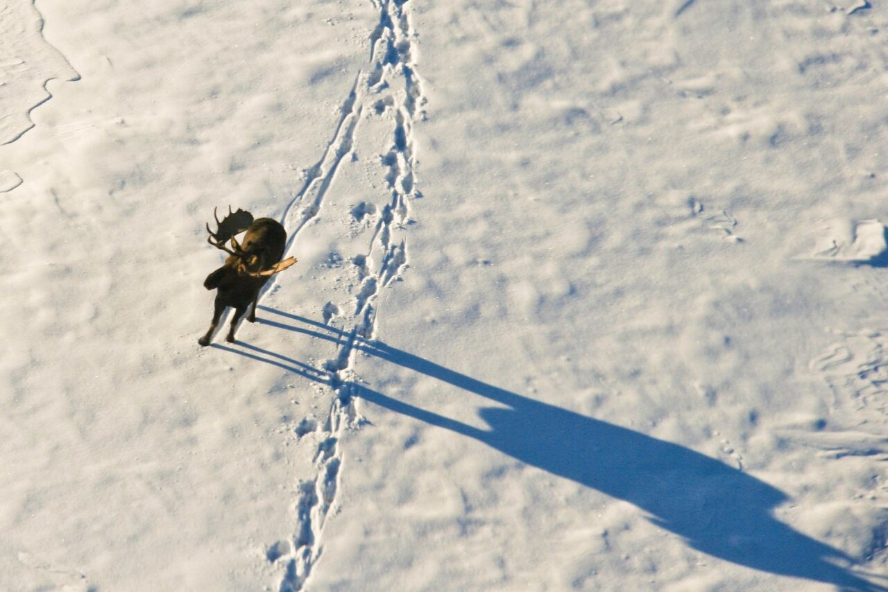 Winter: Twigs, Bark, and Slow Starvation