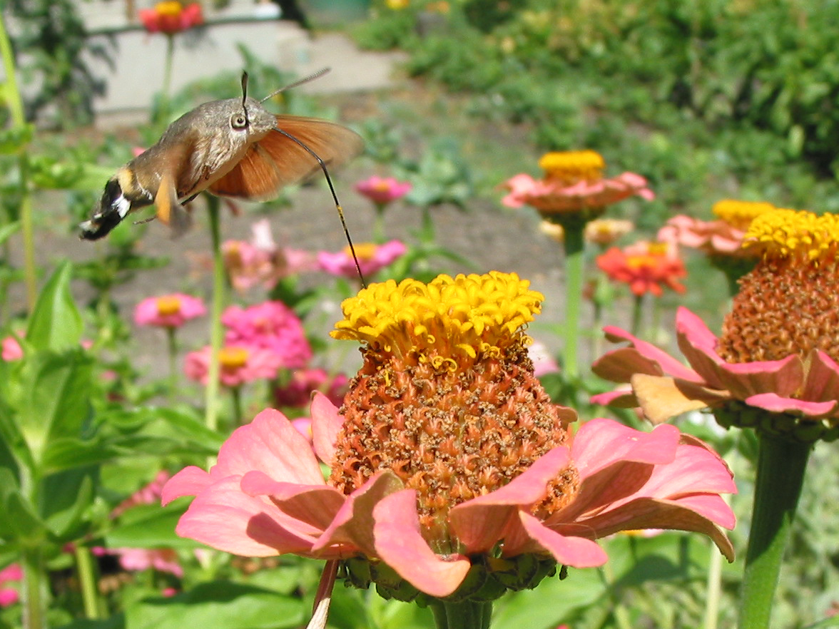 What Do Moths Eat? Adults, Caterpillars, and Clothes